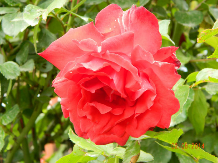 Picture 080 - Regele -trandafir