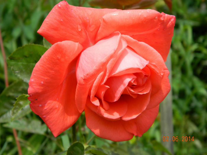 Picture 090 - Regele -trandafir