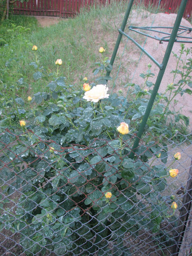 IMG_1029 - Cyrano 2014