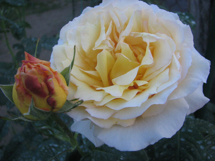 IMG_1078 - Cyrano 2014