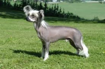 descărcare - z-Cainele mexican fara par sau Xoloitzcuintli