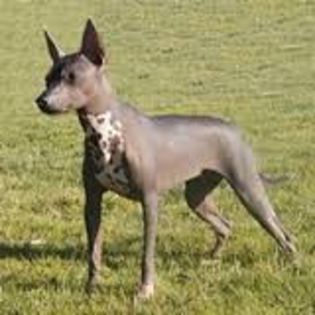 descărcare (1) - z-Cainele mexican fara par sau Xoloitzcuintli