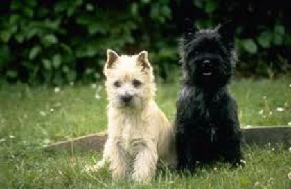 images (2) - z-Cairn terrier