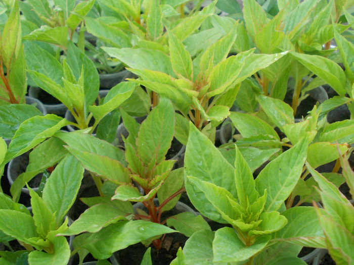 DSCN6546 - Celosia Cristata