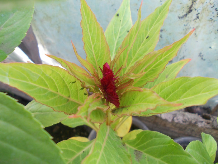 DSCN6558 - Celosia Cristata