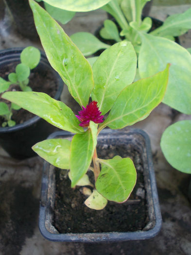 DSCN6573 - Celosia Cristata