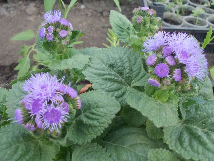 DSCN6543 - Ageratum