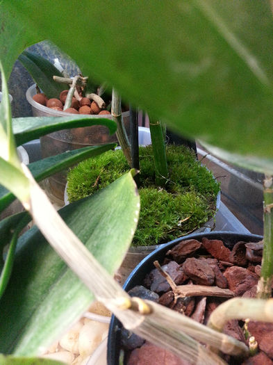 20140602_173348; experiment muschi viu din padure
