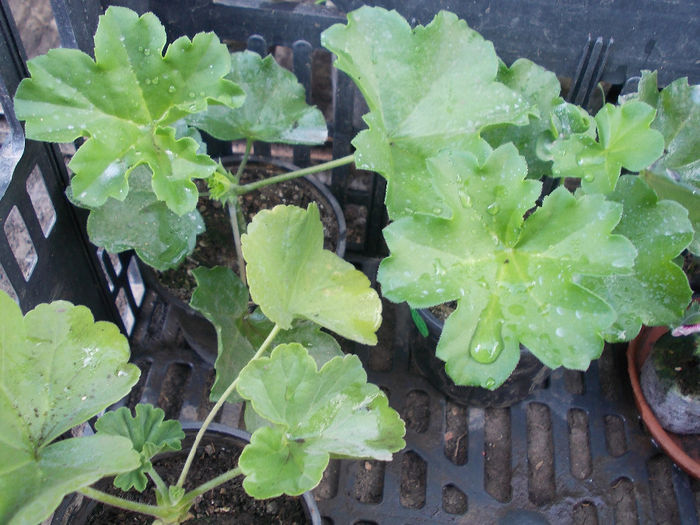 DSCN6547 - Pelargonium peltatum