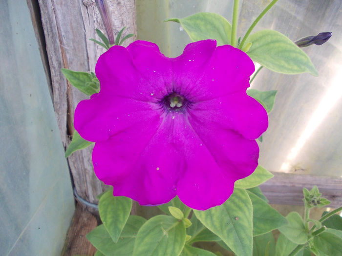 DSCN6510 - Petunia Multiflora