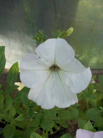 DSCN6515 - Petunia Multiflora