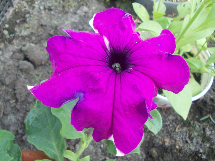 DSCN6526 - Petunia Multiflora