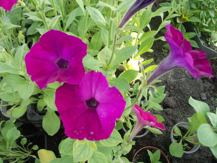 DSCN6527 - Petunia Multiflora