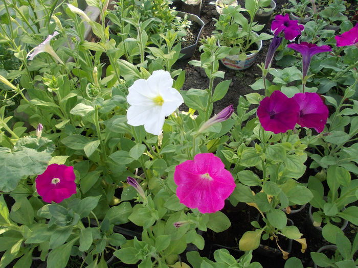 DSCN6528 - Petunia Multiflora