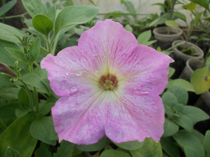 DSCN6539 - Petunia Multiflora