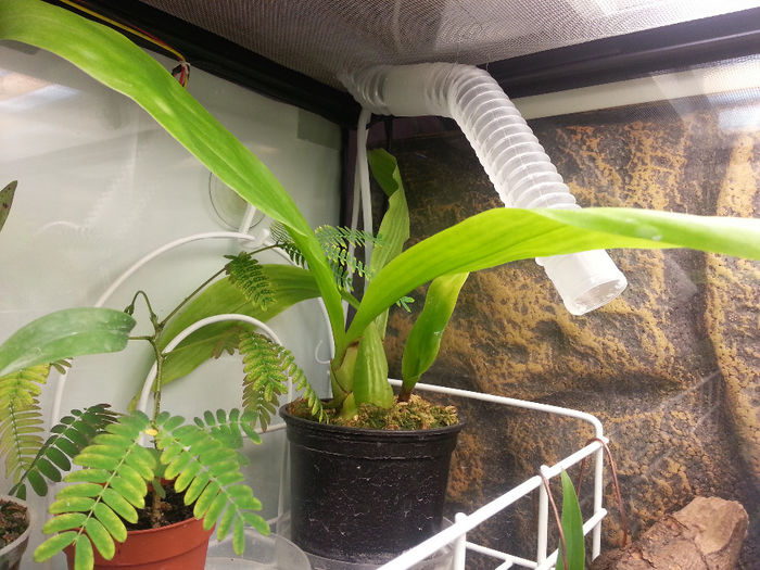 20140602_175203; coelogyne pandurata
