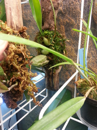 20140602_175215; coelogyne cristata
