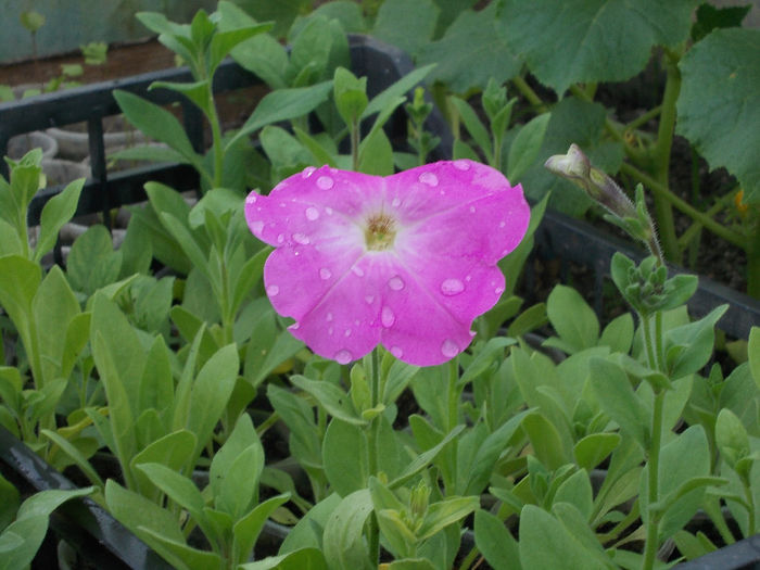 DSCN6541 - Petunia Multiflora