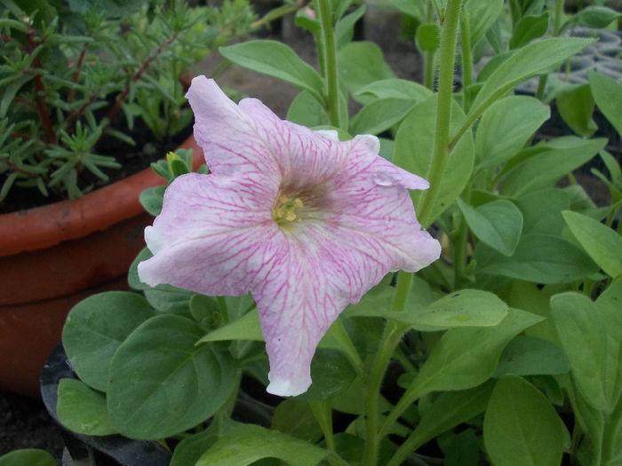 DSCN6542 - Petunia Multiflora