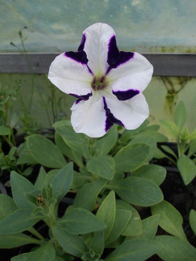 DSCN6556 - Petunia Multiflora