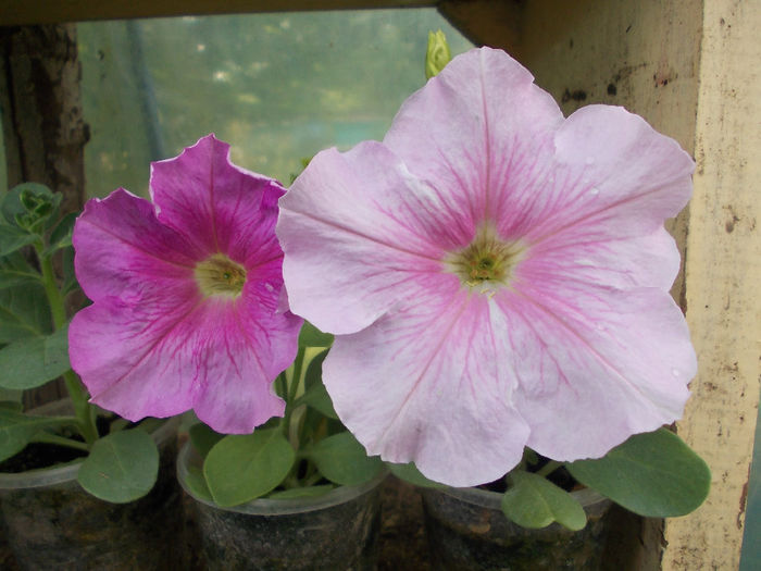 DSCN6557 - Petunia Multiflora