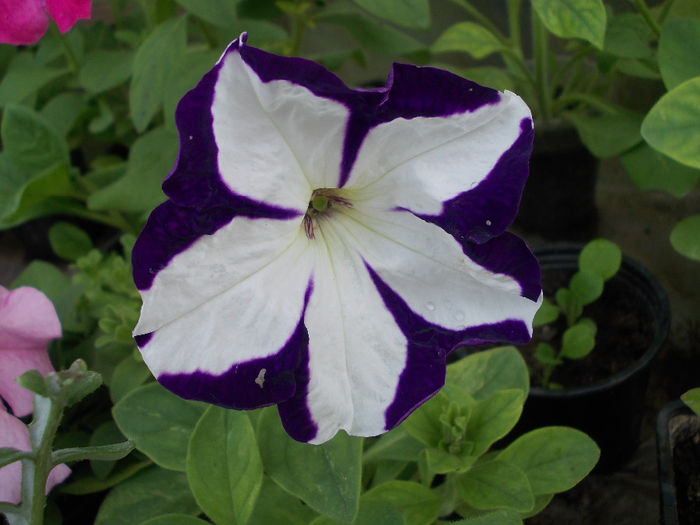 DSCN6572 - Petunia Multiflora