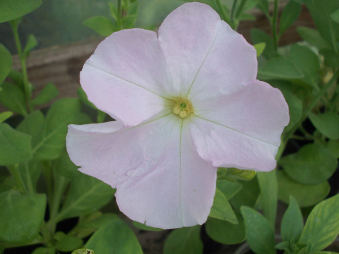 DSCN6575 - Petunia Multiflora