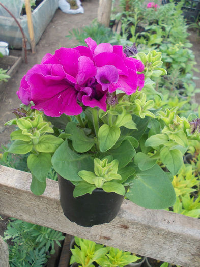 DSCN6569 - Petunia Grandiflora Double