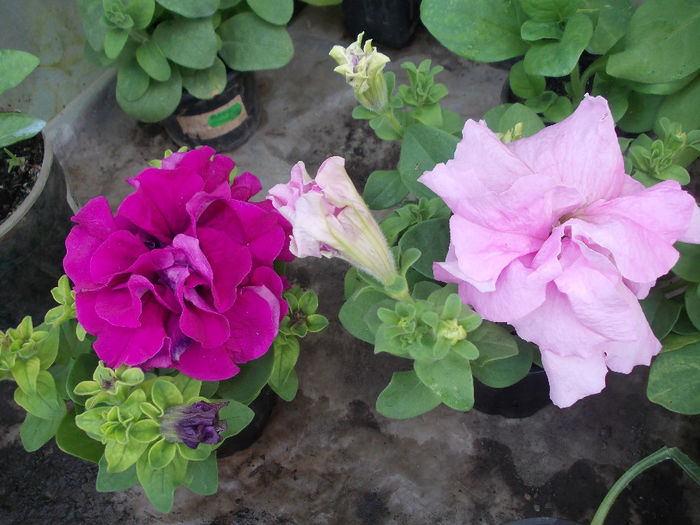 DSCN6571 - Petunia Grandiflora Double