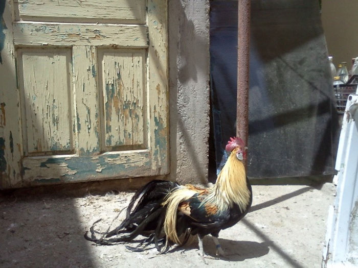 IMG20140525_011 - DE VANZARE MATCA PHOENIX PITIC 2014
