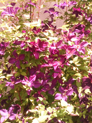 IMG_20140601_122213 - clematis 2014