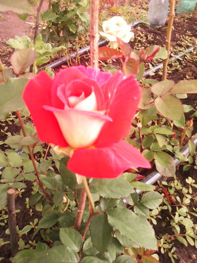 Eddy Mitchell culoarea este rosu -grena - trandafiri plantati in toamna 2013