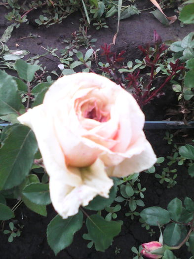 IMG_20140602_173249 - trandafiri plantati in toamna 2013