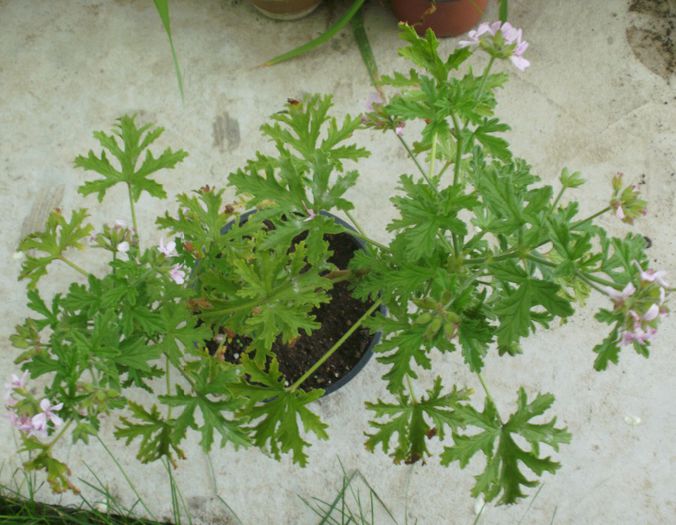 Pelargonium graveolens - Pelargonium