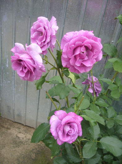 SDC16546 - Dorieux Violette Parfumee