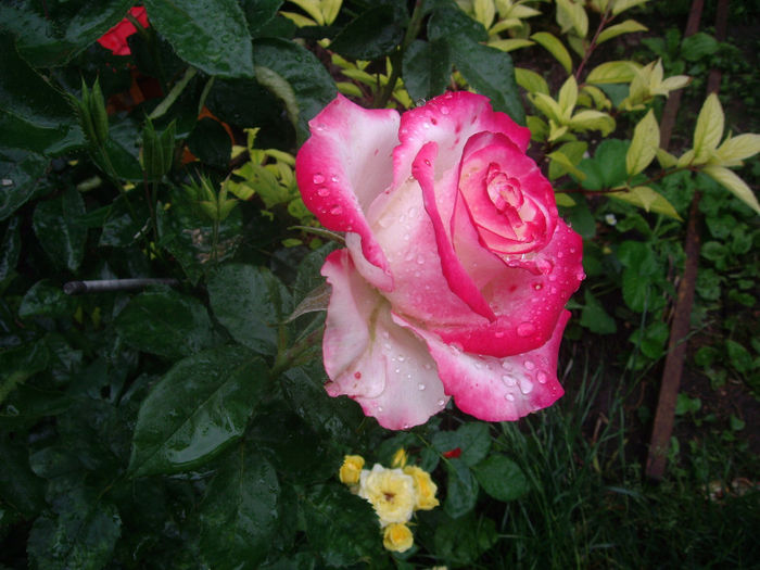 IMGP6841