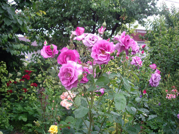 Gradina -Botanica   Balcic  Bulgaria foarte ,foarte parfumat