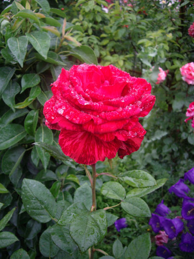 Red  Intuition