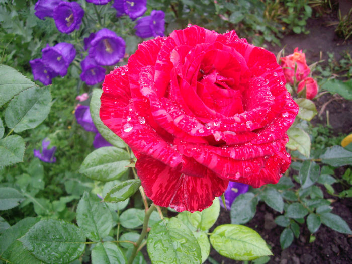 Red  Intuition