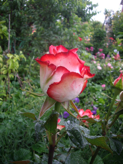 IMGP6854