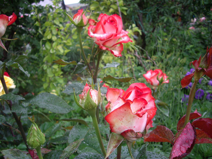 IMGP6855
