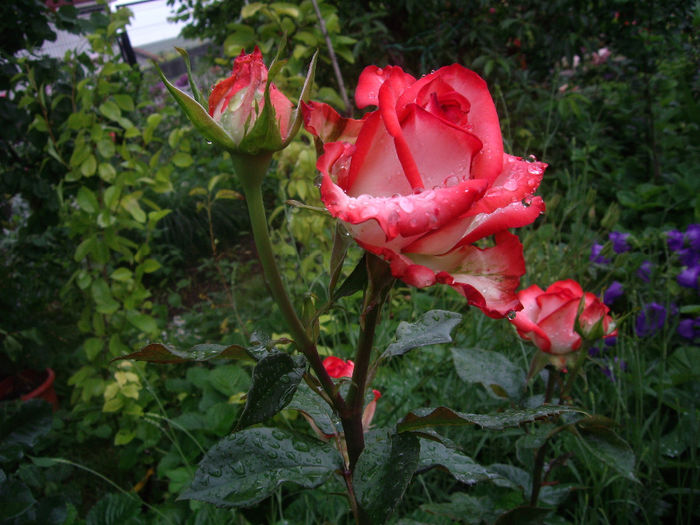 IMGP6856