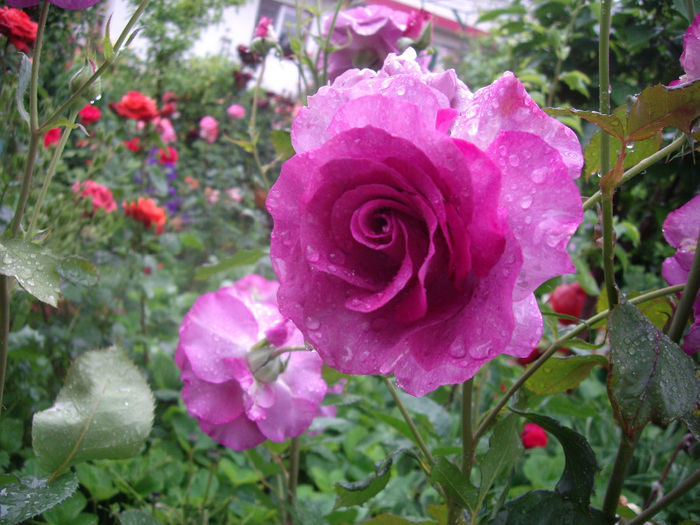 Gradina -Botanica   Balcic  Bulgaria