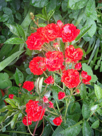 IMGP6869
