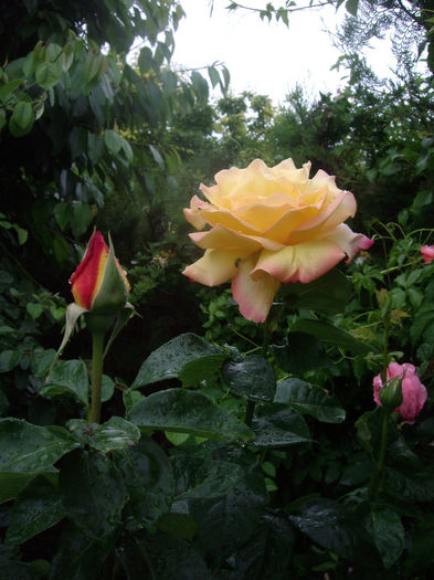 IMGP6878