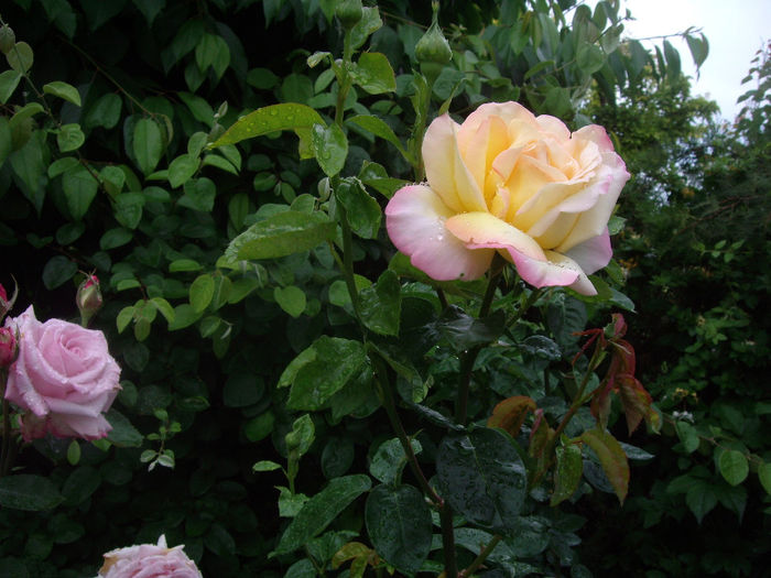 IMGP6879