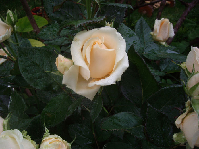IMGP6898