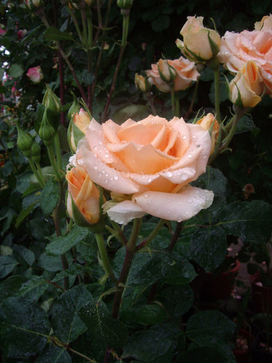 IMGP6901
