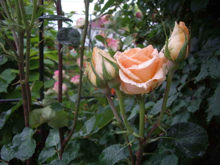 IMGP6905