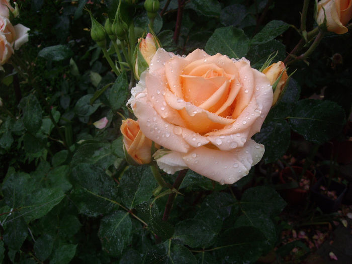 IMGP6908